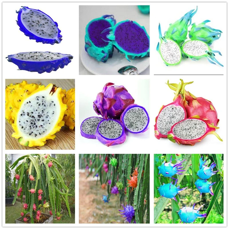 

200Pcs Plant Sweet Pitaya Seeds Garden Bathroom Cabinet Colorful Fruits Flower Wood Home Furniture M2K-X