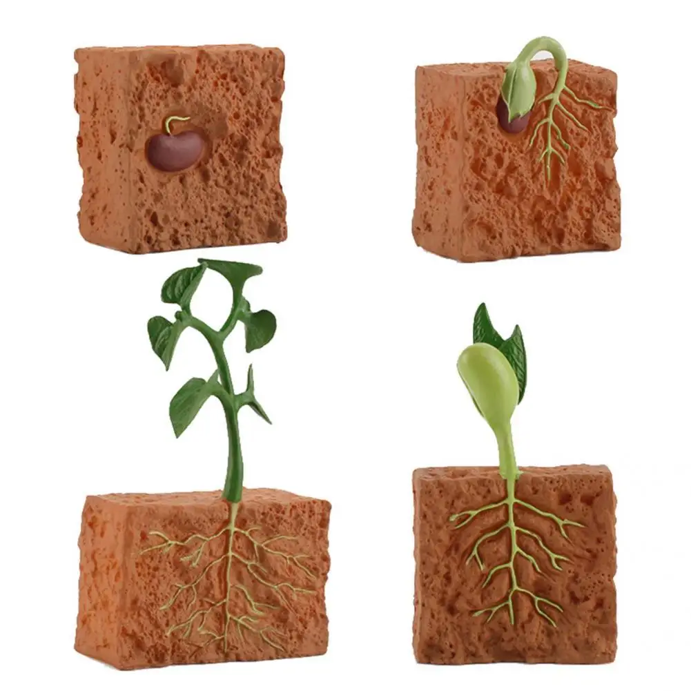 

Children 4Pcs Practical 1 Set Plant Life Cycle Toy Unisex Educational Toy Simulation for Supermarket