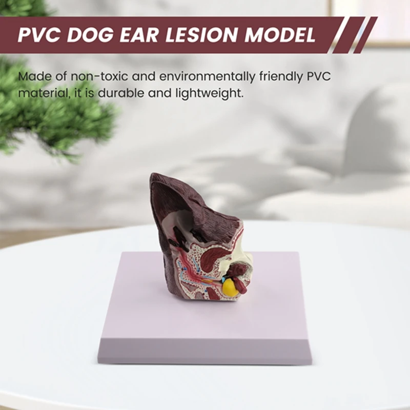 Модель анатомии животных для собак вспомогательная научная модель изучения