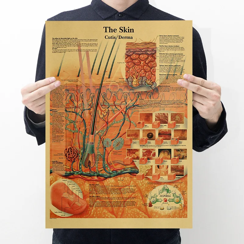 

Human Anatomy - skin -Kraft Paper Poster Home Room Wall Decoration Painting 50.5x35cm