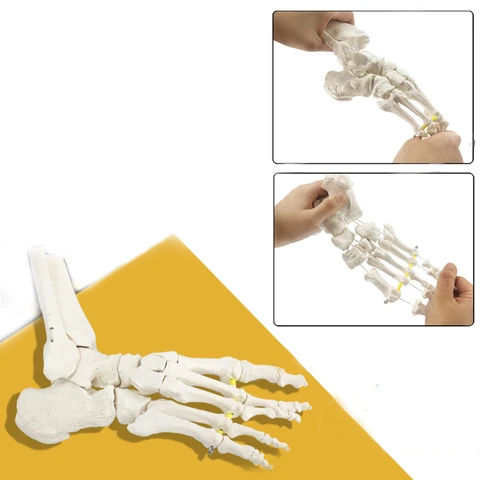 Гибкая и отдельная модель костной ткани стопы, упражнения на суставы лодыжки, реабилитация, демонстрационные учебные пособия, имитационная модель костной ткани