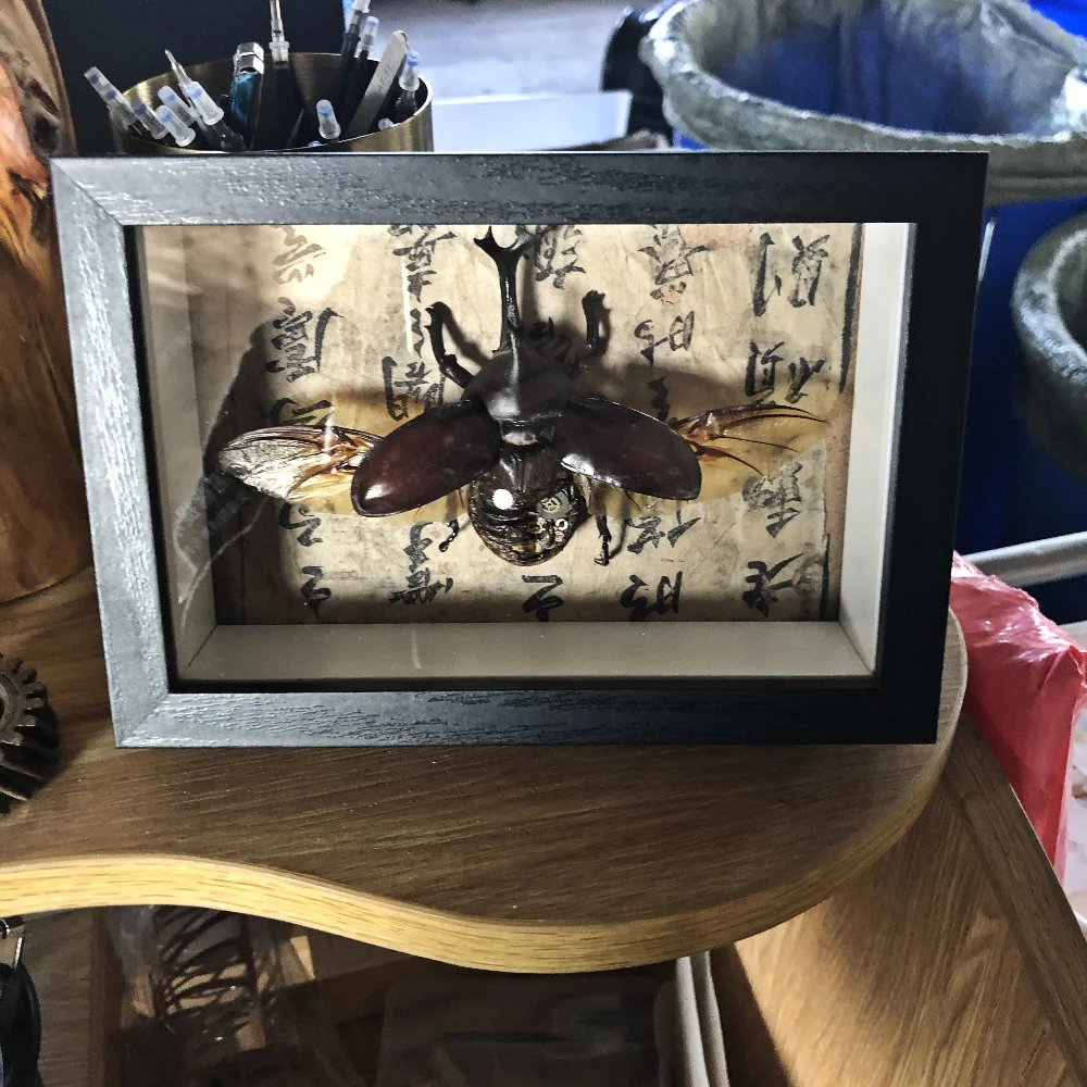 

Real Beetle Home Decor Photo Frame Crafts Decorations for Home Teaching Aids Gifts Living Room Decoration Framed Wall Art