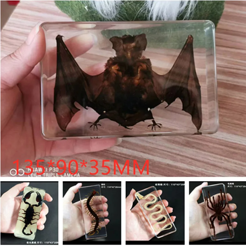 

Resin Insect Specimen Handicraft Centipede Spider Beetle Scorpion Biological Sample Boy Bat Gift