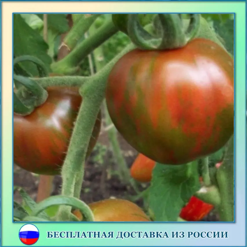 Купить Полосатые Семена Помидор