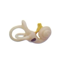 human cochlear model inner ear cochlear bone medical teaching model free shipping