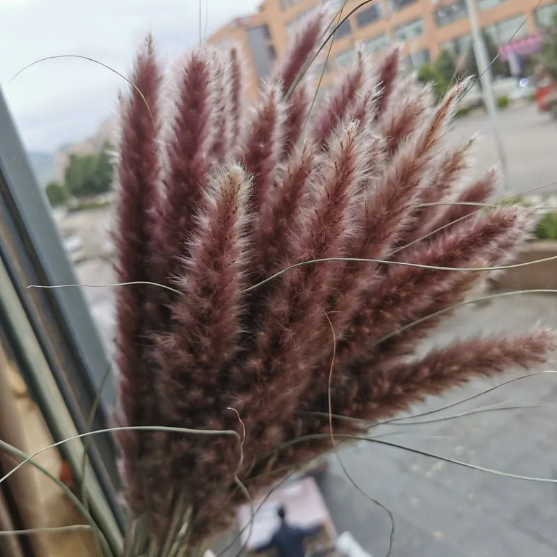 

10Pcs Dried Small Pampas Grass Flowers Pantas Artificiales Para Decoracion Real Plants Home Decor Wedding Decoration
