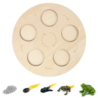 frog life cycle board set lifestyle stages kids teaching tools animal growth cycle educational model gifts