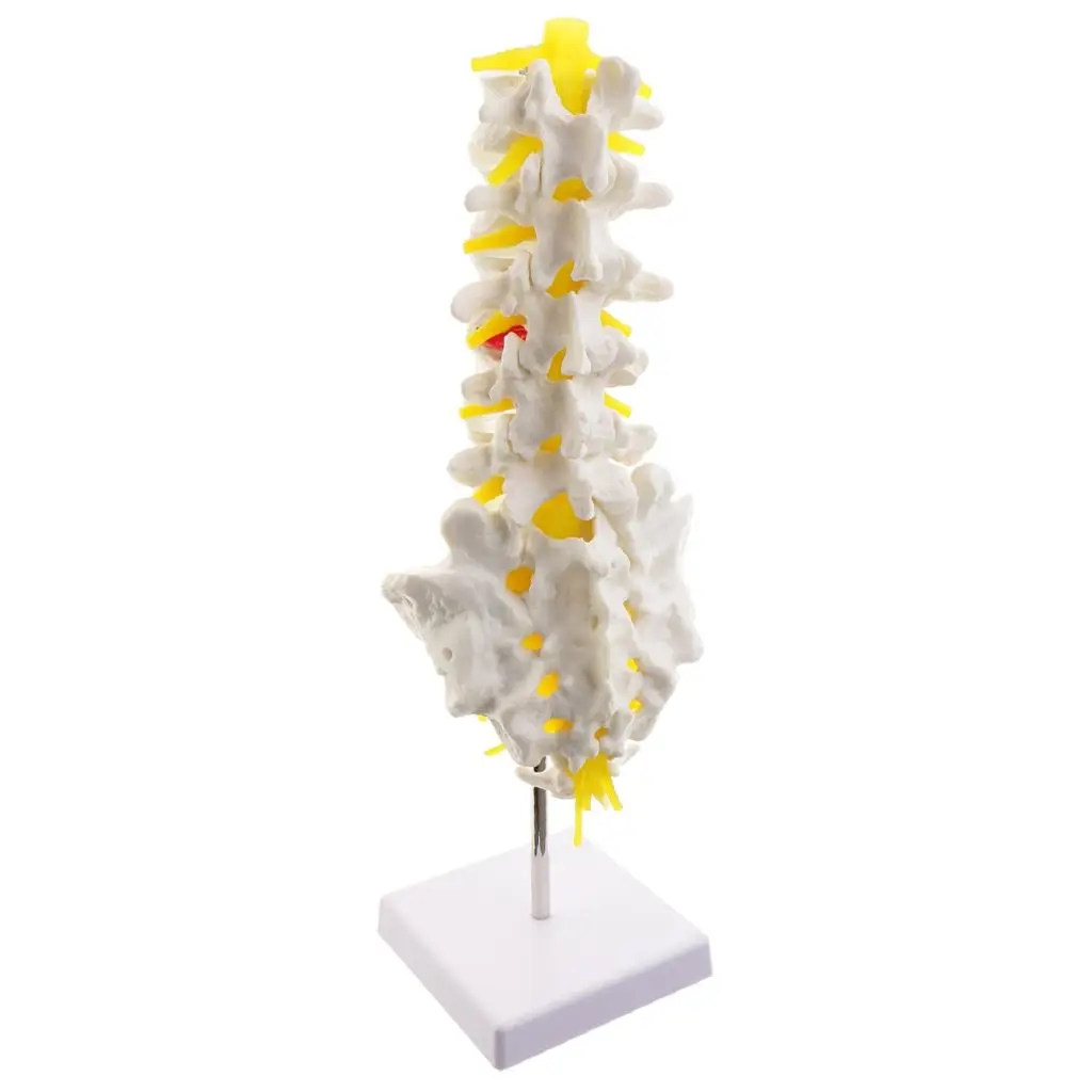 

1:1 Human 5 Lumbar Vertebrae Model Statue Science Learning Tool Toy Supplies