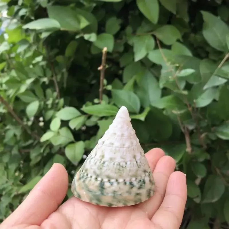 8 шт. ракушки для аквариума в средиземноморском стиле