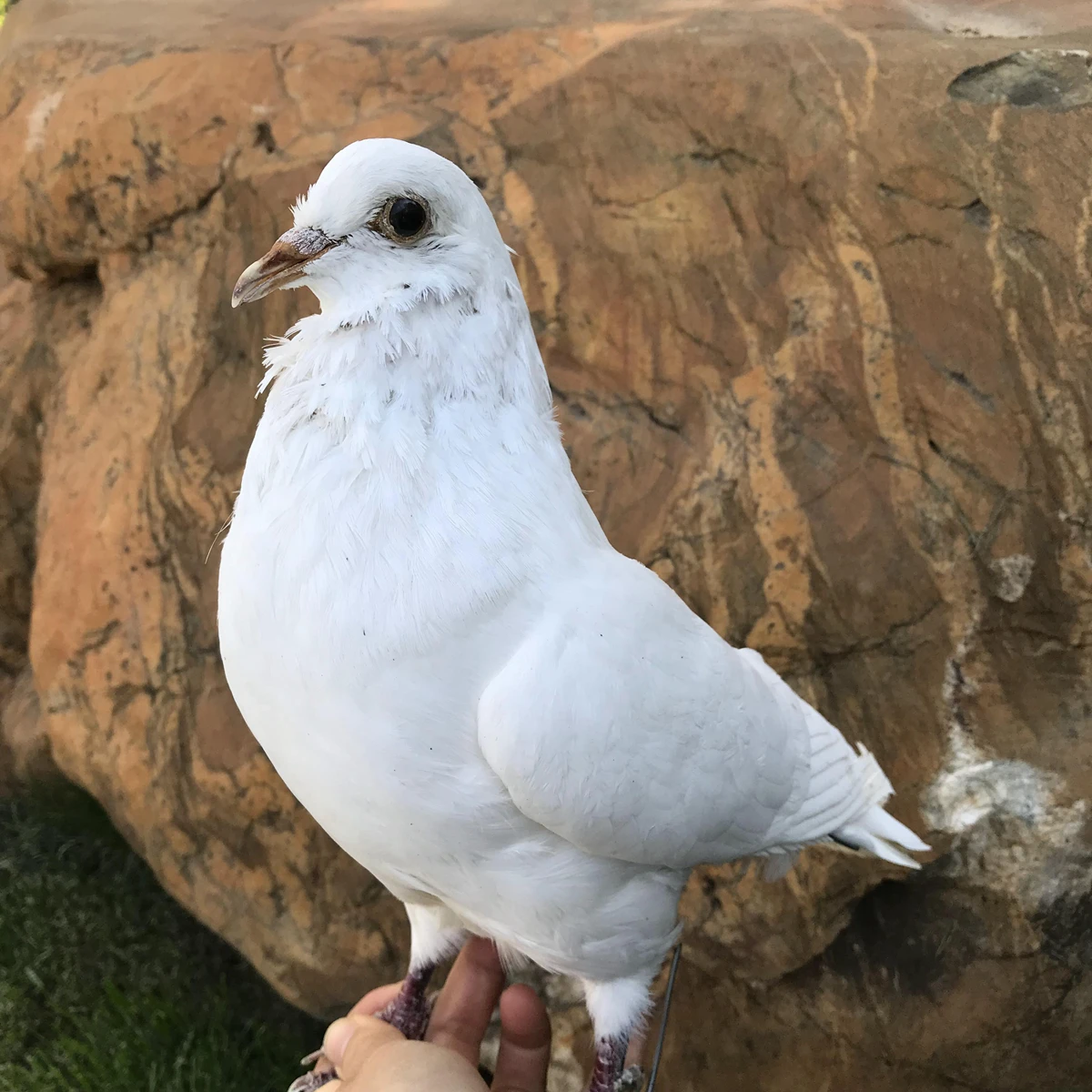 

Натуральная таксидермия Евразийского голубя