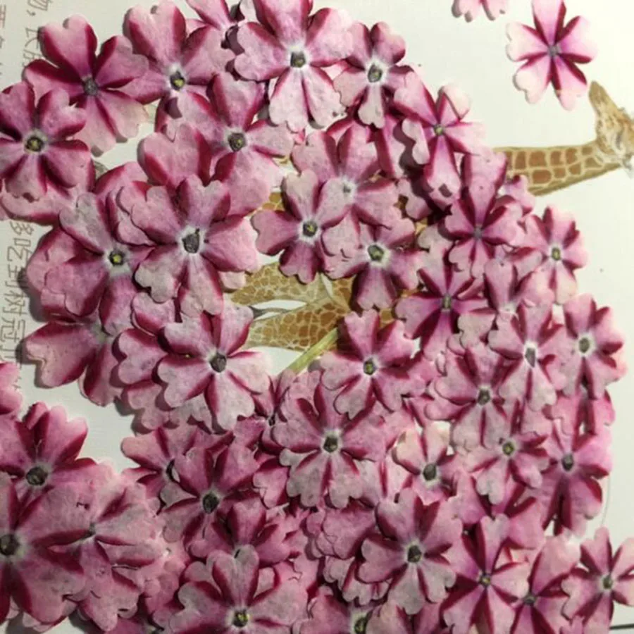 Цветок вербены ортенсиса 250 прессованный высушенный шт. для открыток фоторамка