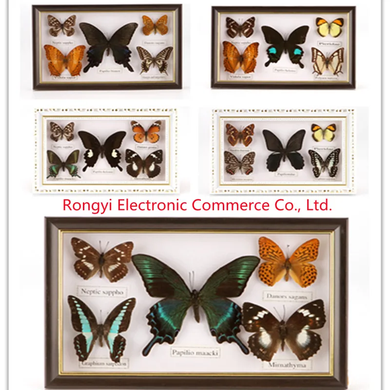 

Красивый образец бабочки, коллекция обучающих материалов/образец бабочки, фоторамка, художественное оформление, украшение для дома