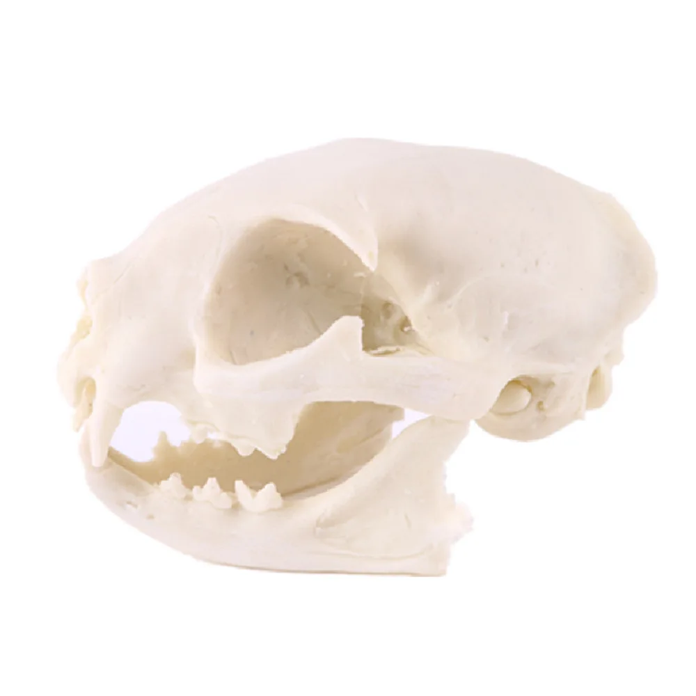 Realistic Cat Skull Resin Replica Teaching Skeleton Model Aquarium Halloween Props Horrible Supplies Home Decora