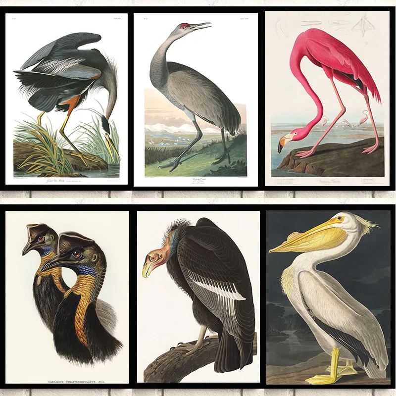 

Audubon Vintage John James Posters Roseate Spoonbill Shoveler Duck Canvas Painting Prints Wall Art Picture for Room Home Decor
