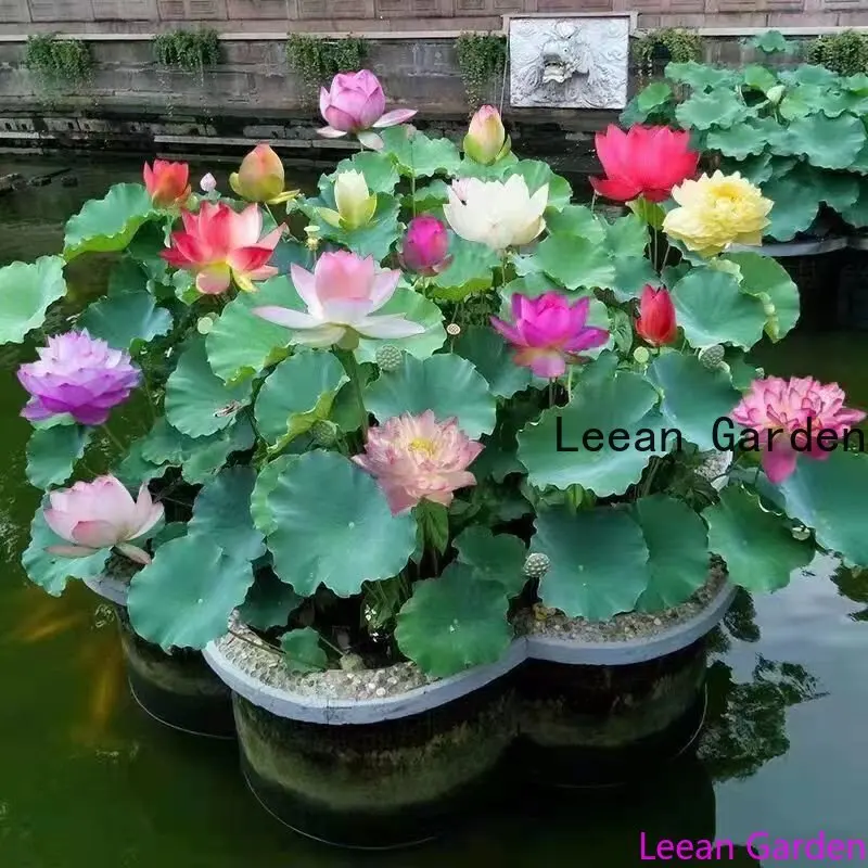 

24 вида водных лилий с цветком лотоса 5 шт.