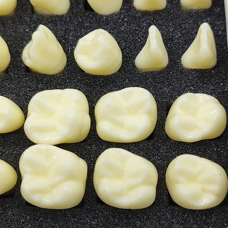 Стоматологическая 2-кратная постоянная модель зубов 32 шт.