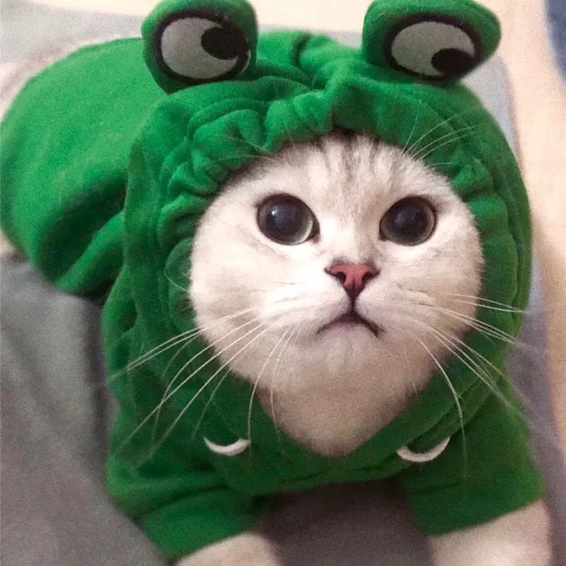 

Funny Dog Hoddie,Frog Cats Sweater Clothing Pet Coats Cat Hoddie with Frog Ears,Green Warm Jacket for Small Pets