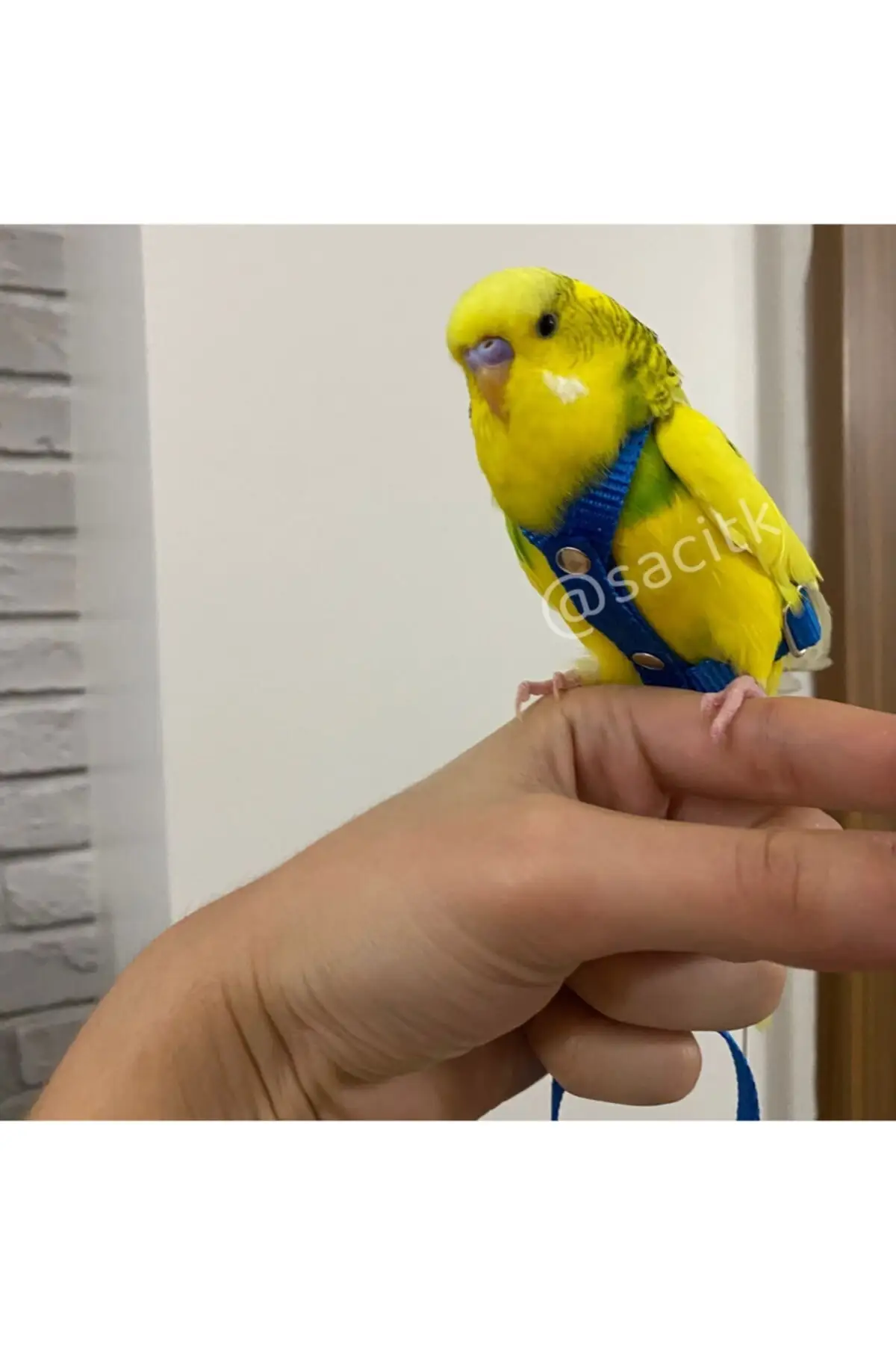 

Птицы питомцы игрушки Budgie colar lova поводок для попугая paradise поводок для попугая