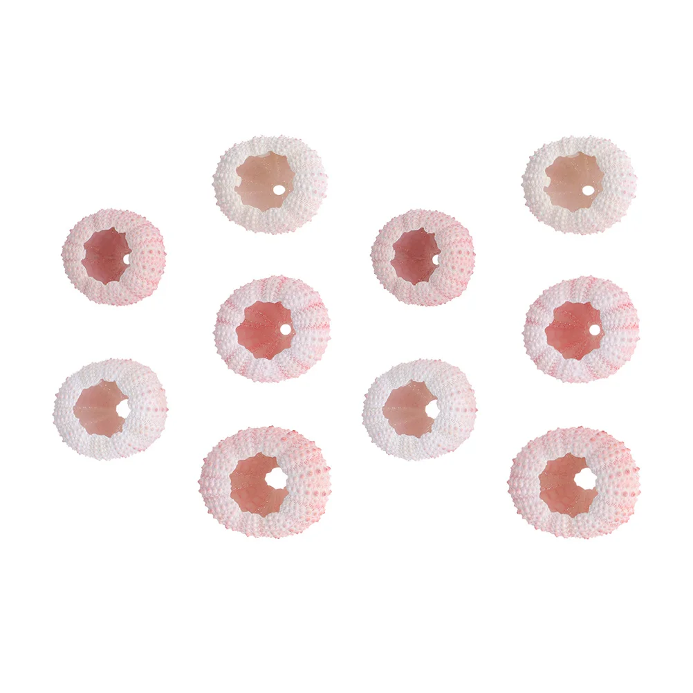 

Sea Urchin Shell Airshells Nautical Beach Urchinssucculent Decorations Aquarium Hanger Crafts Ocean Gifts Facors Party Theme