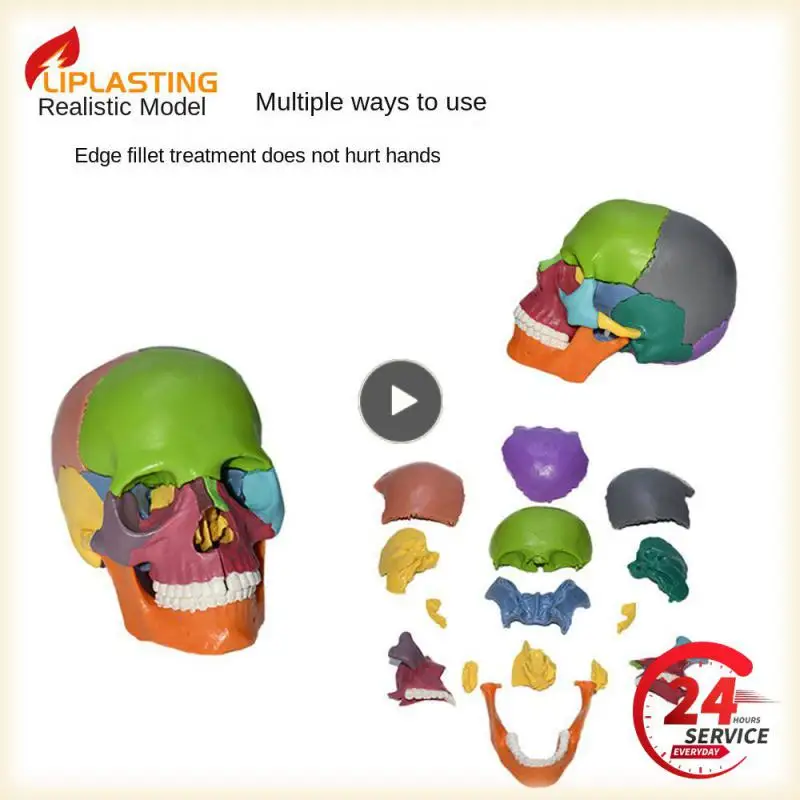 

Skeleton Model Rounded Corners Resin Color Environmental Protection Material Educational Tools Human Anatomy Model Detachable