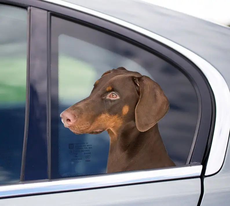 

Наклейка на окно Tan Dobbie, наклейка на машину, наклейка на машину doberman, наклейка tan doberman