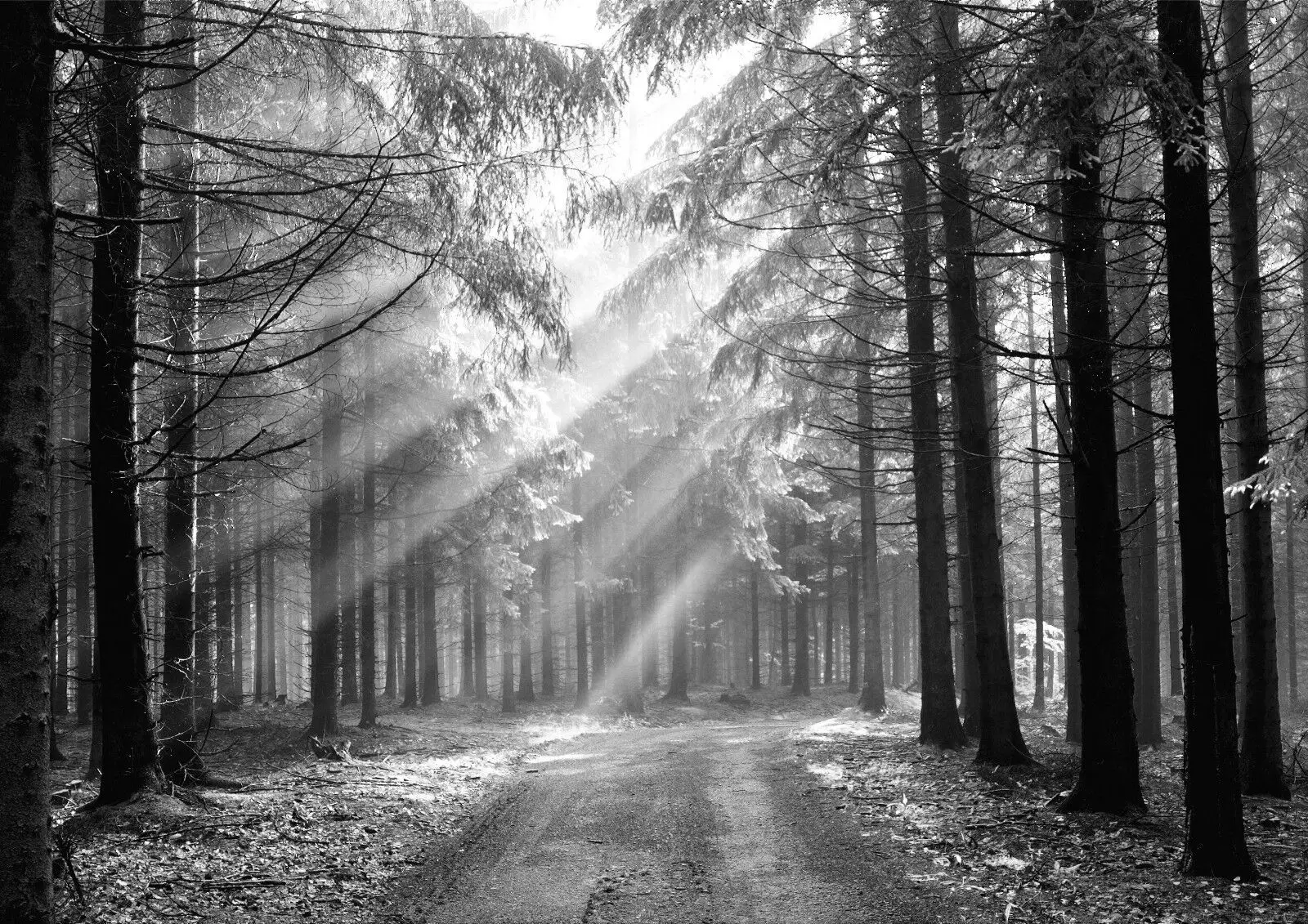 

Forest Nature Landscape Black & White Art Picture Print Silk Poster Home Wall Decor
