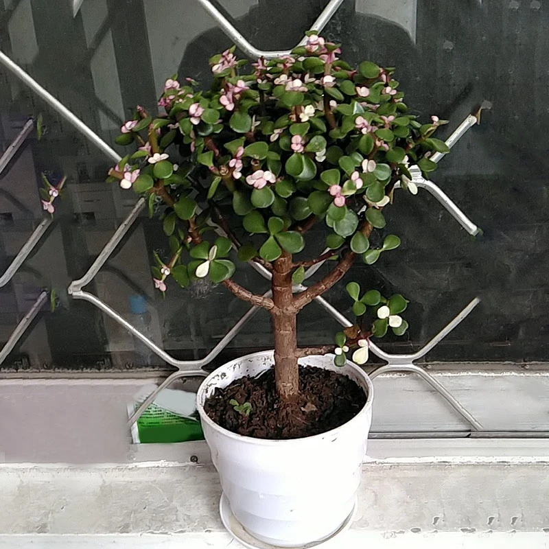 Акция! 16 шт. пластиковые плантаторы для саженцев |