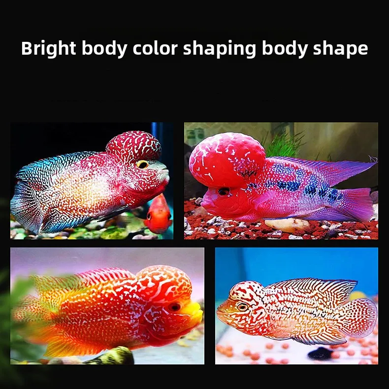 AMUSI Flowerhorn Cichlid Формула роста пищевых горшков для Kamfa Gold Flowerhorn |   Плавающие гранулы, повышающие цвет, с астаксантином (art.: 3920cfeb32fd5) - 3920cfeb32fd5