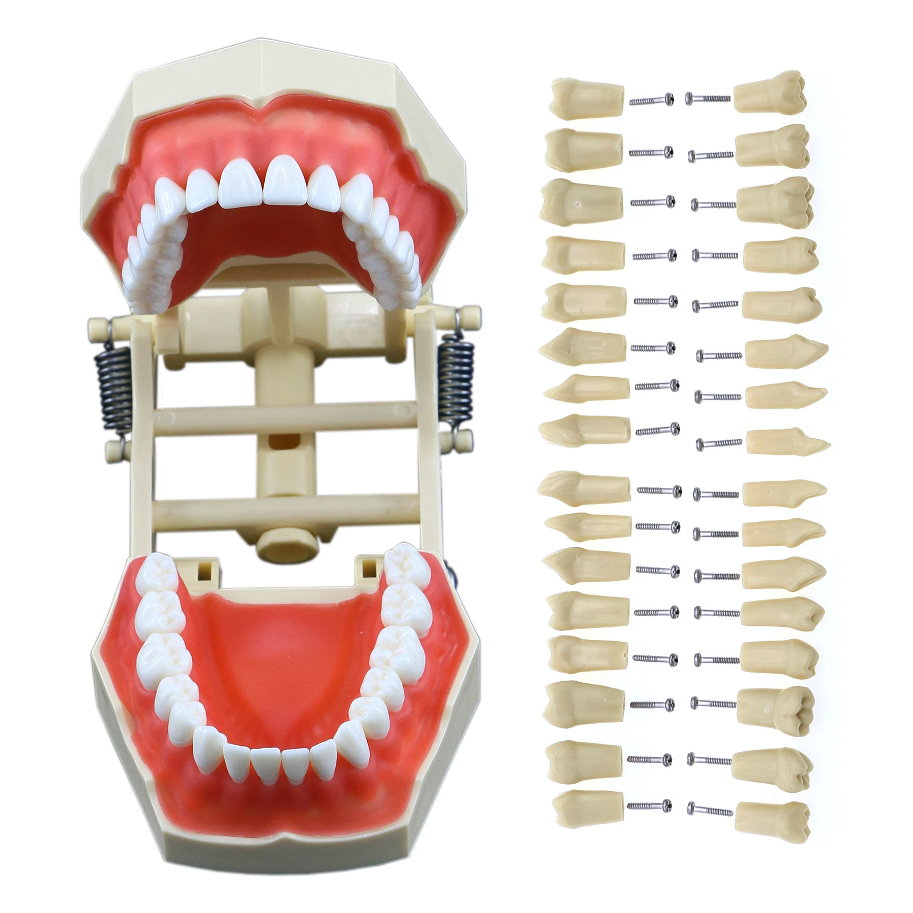 

Frasaco AG3 Type Fit Dental Standard Model With 32Pcs Screw-in Teeth Practice Filling Typodont Restoration Demo M8014 M8022