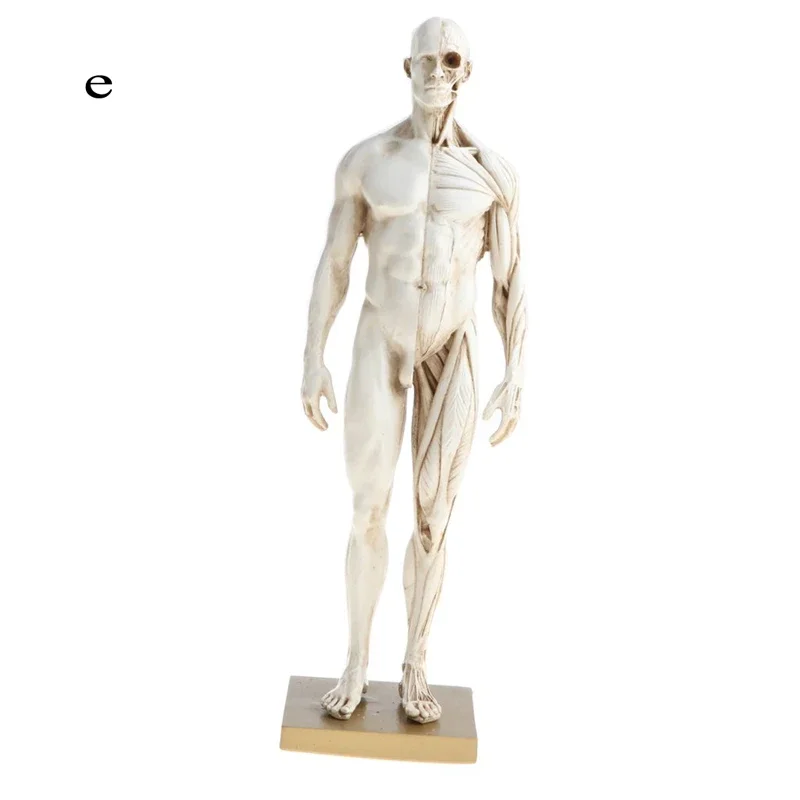 

Анатомическая модель скелета и мышц 30 см