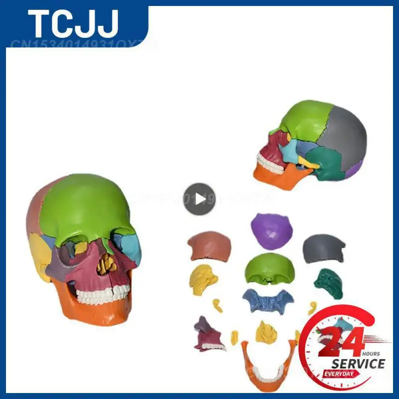 

Rounded Corners Color Detachable Product Lifelike Environmental Protection Material Skeleton Model Educational Tools Resin