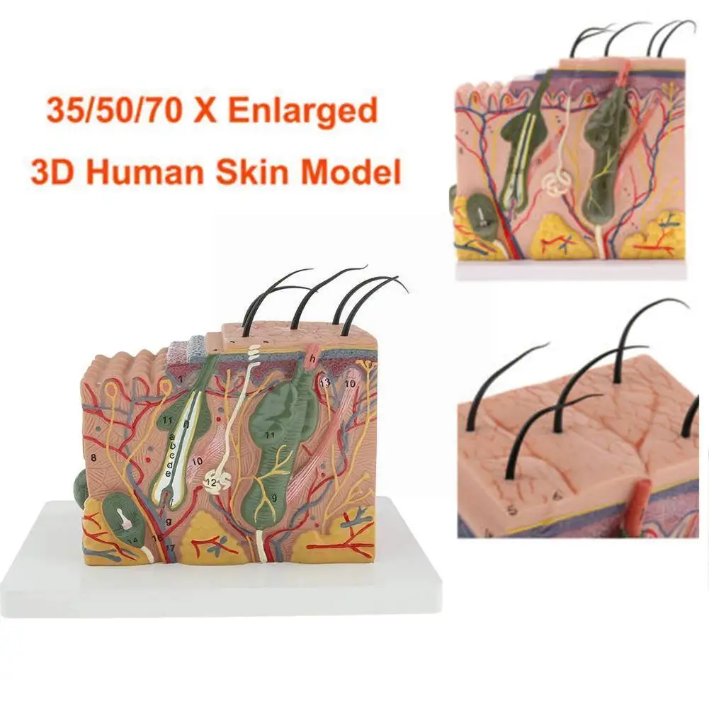 

Human Body Skin Structure Anatomy Model Skin Layout Enlarged Traumatic Tissue Medical Science Models Nerve Pistol Organ X0s3