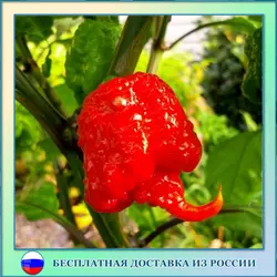 Семена перца, отличный сорт! Семена перца, отличный сорт!