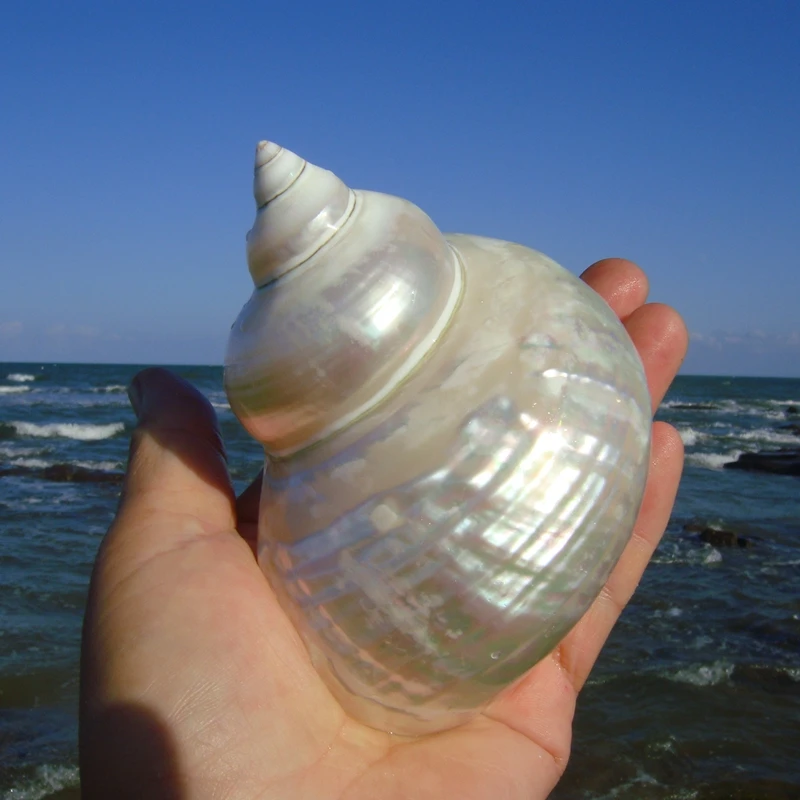 Раковина-раковина пилинг зеленый жемчуг раковина-отшельник крабовые рулеты