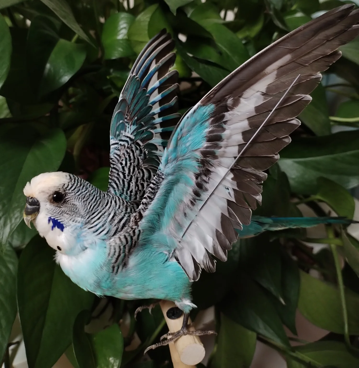 Фото Начинка образца настоящего попугая Melopsittacus Budgerigar Budgie, украшение для дома, специальные подарки №5