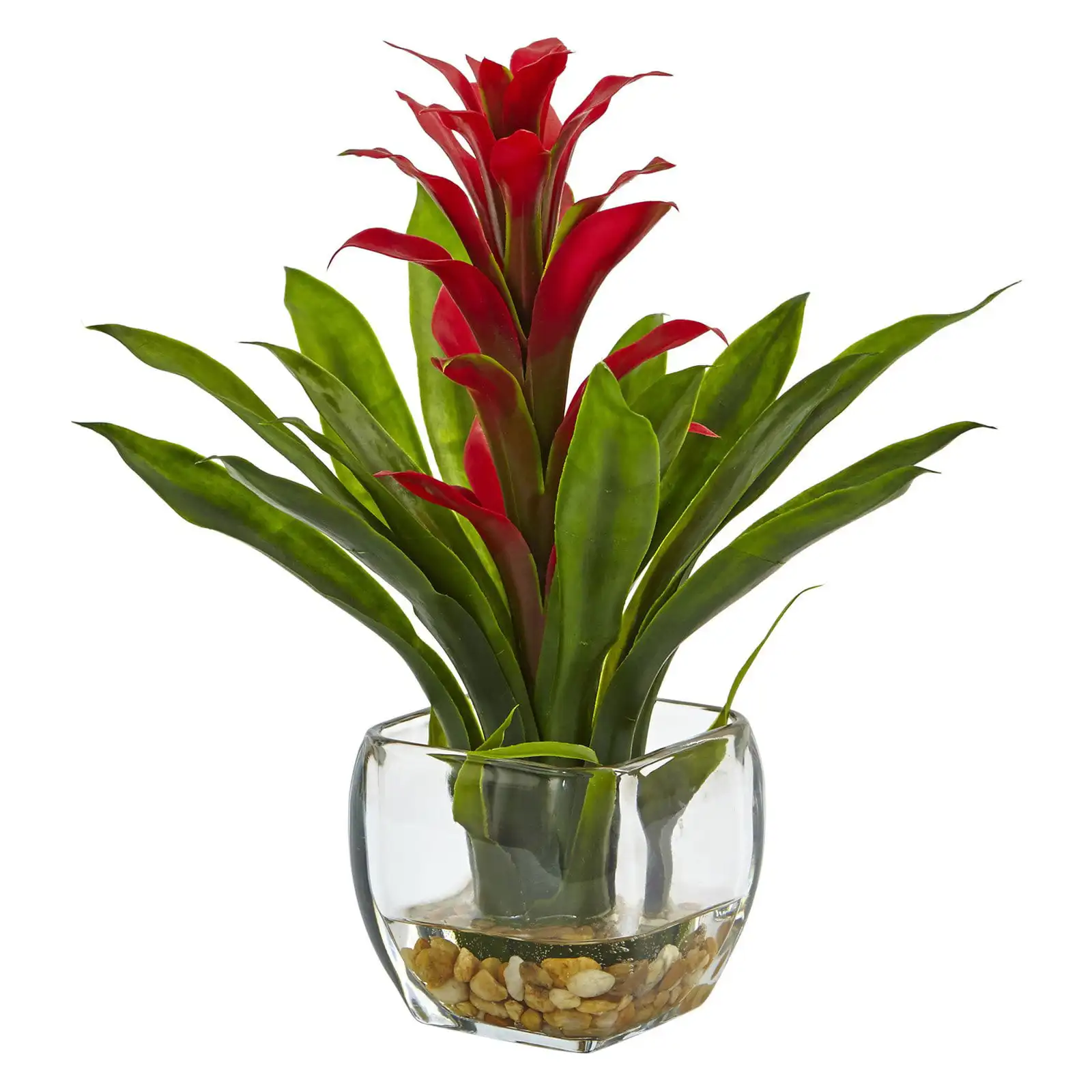 

Bromeliad Silk Plant