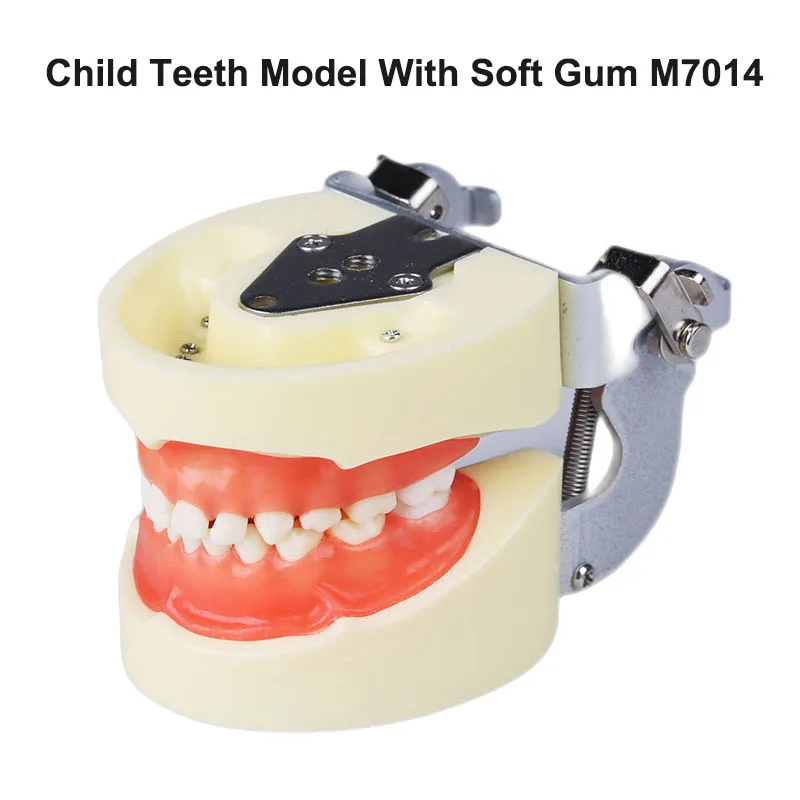 

Dental Kids Teeth Model M7014 Dental Teaching Model Standard Children Dental Model 24pcs Screw-in Teeths Demonstration Soft Gum