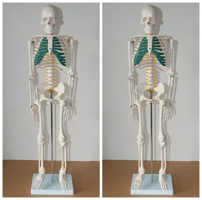Human Skeleton Vertebral nerve model 85cm free shipping