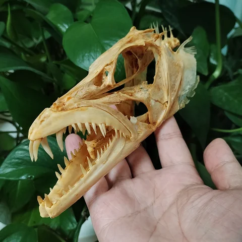 Реальный череп рыбы меч-рыбы 15 см