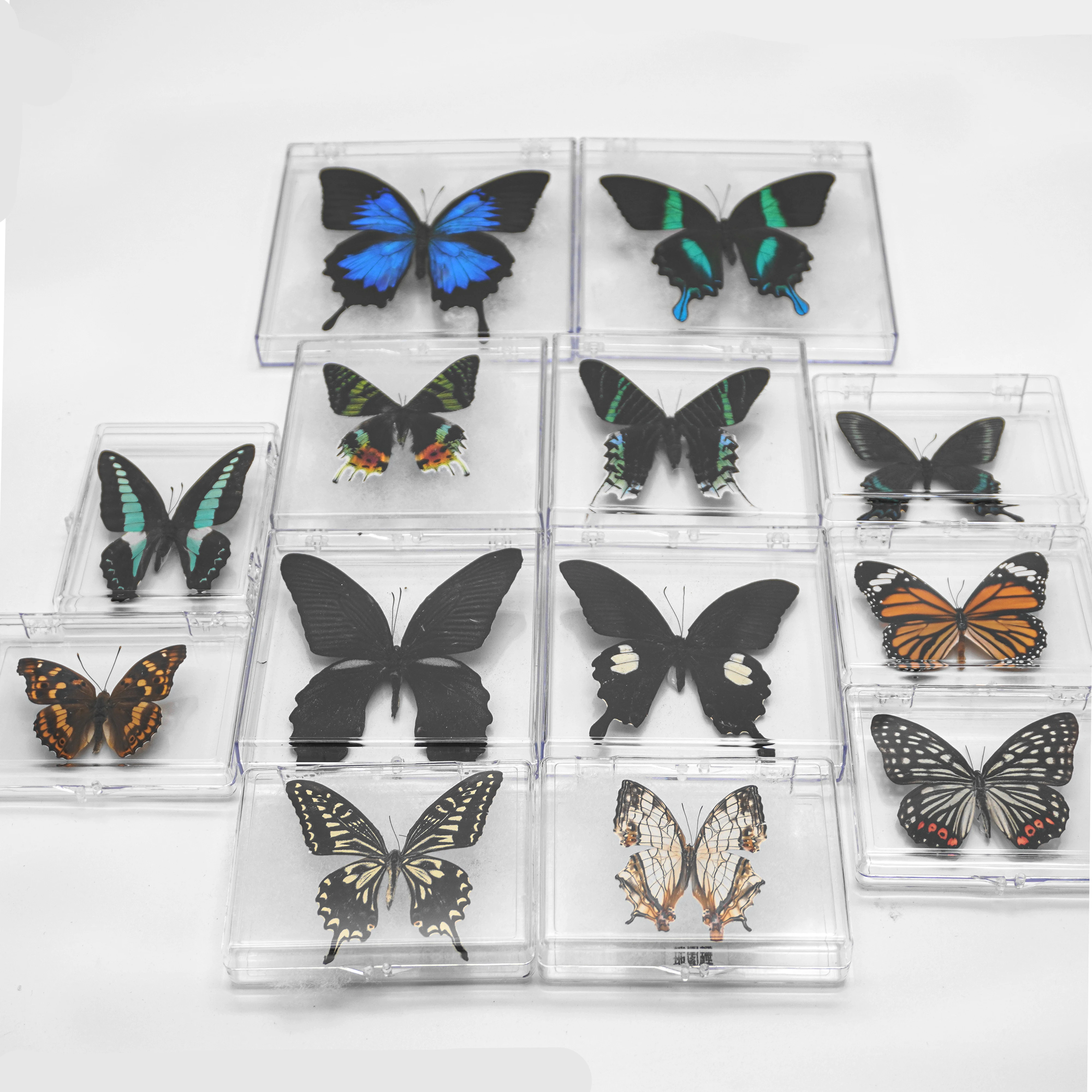 With Variety Butterflies For Research Collection Display Teaching Special Gifts
