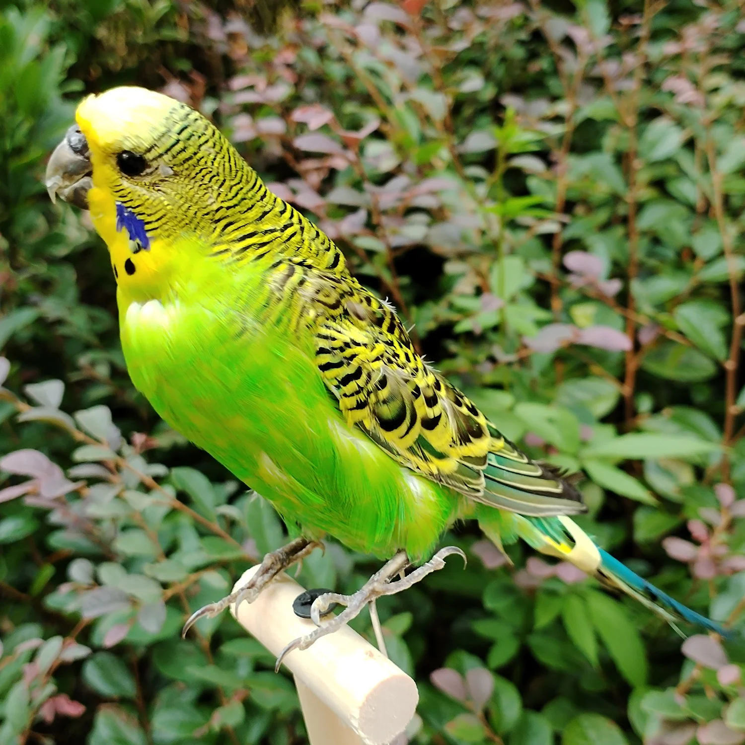 Фото Начинка образца настоящего попугая Melopsittacus Budgerigar Budgie, украшение для дома, специальные подарки №2
