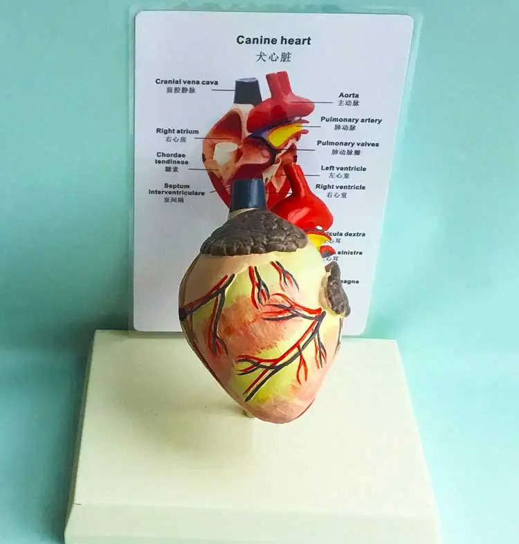 Модель Canine в форме сердца разобранная 2 части диссекция внутривенного желудочка