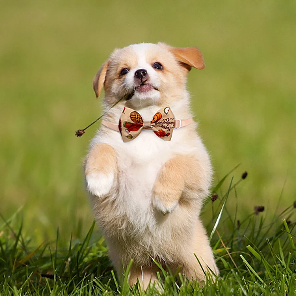 Рисунок 6 - Осенний/осенний Регулируемый ошейник