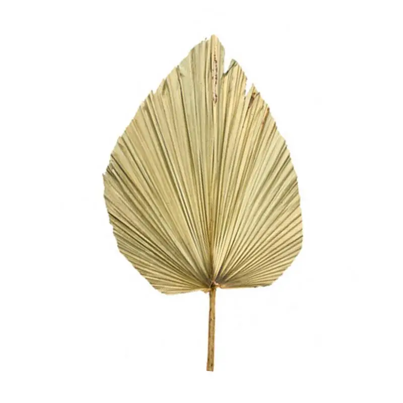 

Natural Dried Cattail Leaf Fan Palm Leaf Fan Window Display Art Wall Hanging Decor Wedding Arch Arrangement Palm Spear Fan
