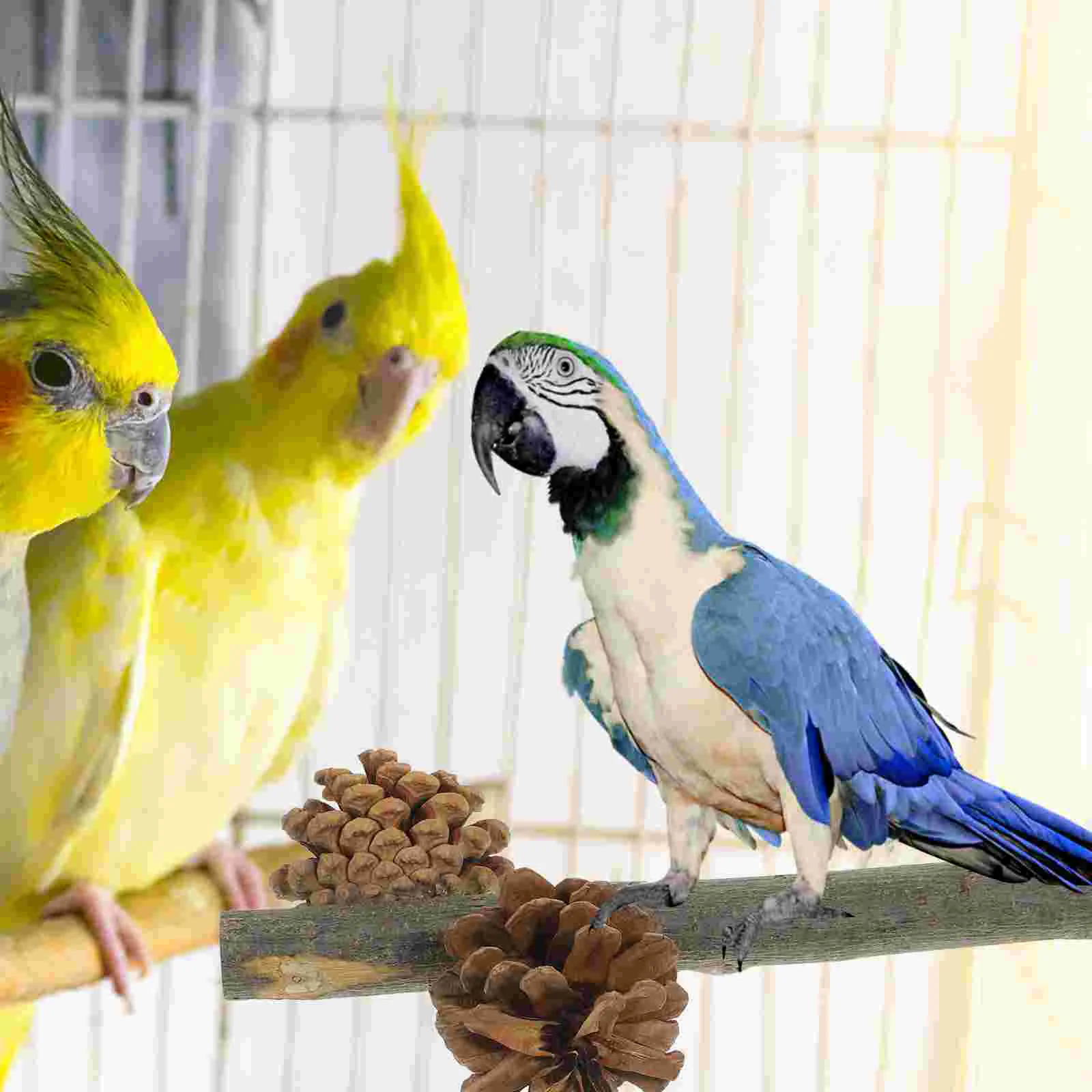 

Standing Pole Wooden Playset Bird Perches Cage Birds Cockatiel Toys Parakeet Stands Parrots Rod