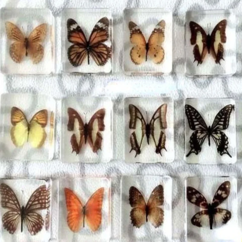 

Kindergarten teaching children toy animal real insect specimen butterfly Dragonfly resin specimen amber ornament home dec