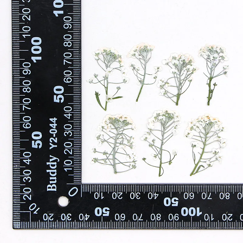 3-3 5 см/12 шт. настоящий сладкий цветок alyssum прессованный крашеный сделай сам