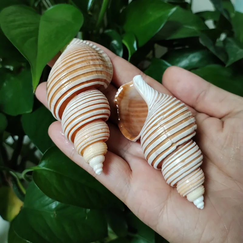 Большая вьетнамская оболочка шпинделя Aancistrolepsis Vietnam Conch свадебное украшение для