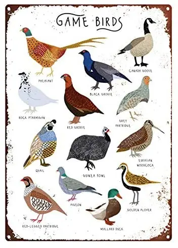 

Metal Signs for Walls British Game Birds Metal Sign, Birds of Britain, Birds Illustration, Types of Game Birds, Birds