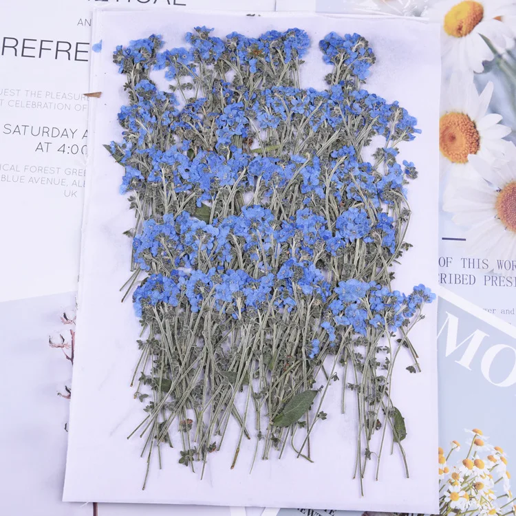 

100pcs,Natural Pressed forget-me-not flowers with Stem,Real Dried Flower for DIY Wedding invitation Craft Bookmark Gift Cards